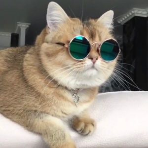 Meet your Posher, Jesse